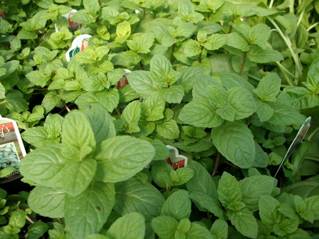 Peppermint Herb – Parks Brothers Farm, Inc