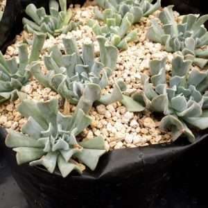 succulent topsy turvy echeveria runyonii