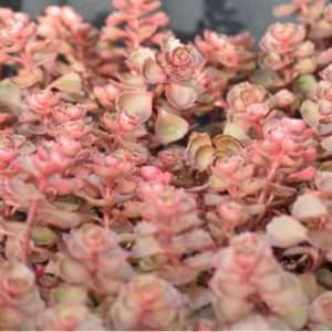 succulent dragons blood sedum © ball 394x394